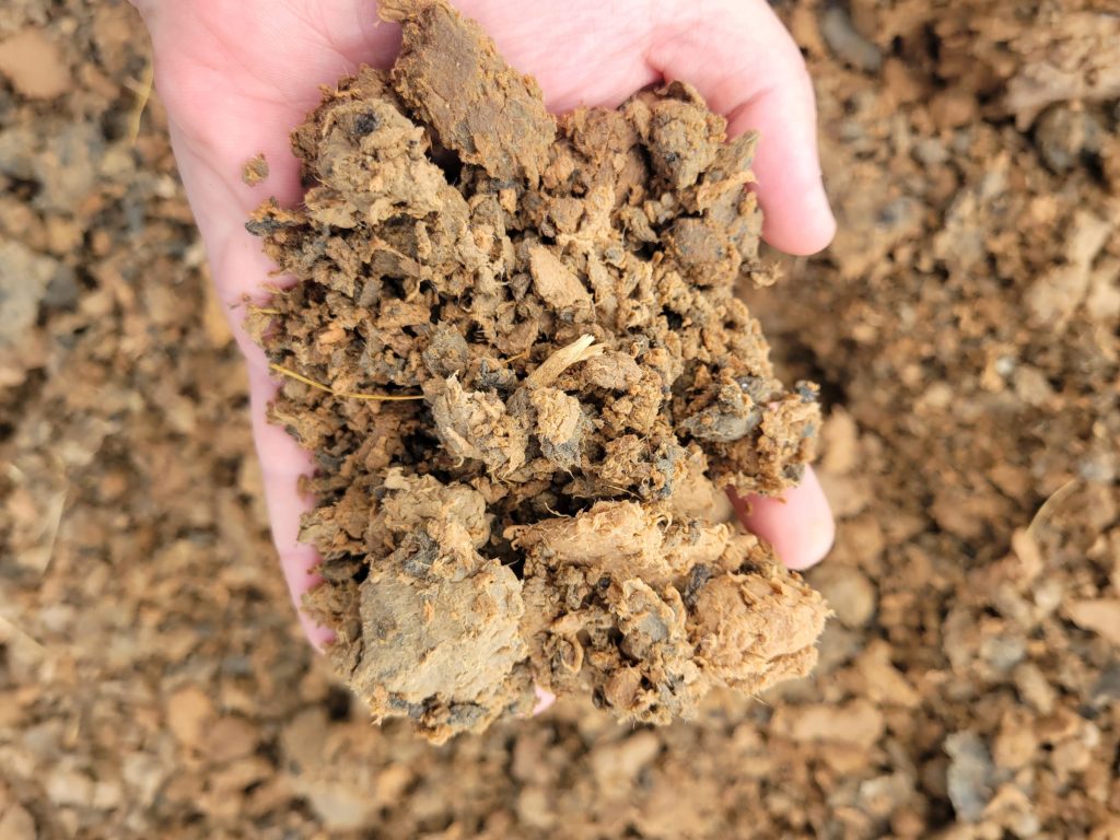 A hand holding brown clumps of sludge.