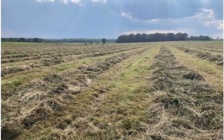 Field with rows of cut grass under partly cloudy sky with sun rays and distant tree line.
