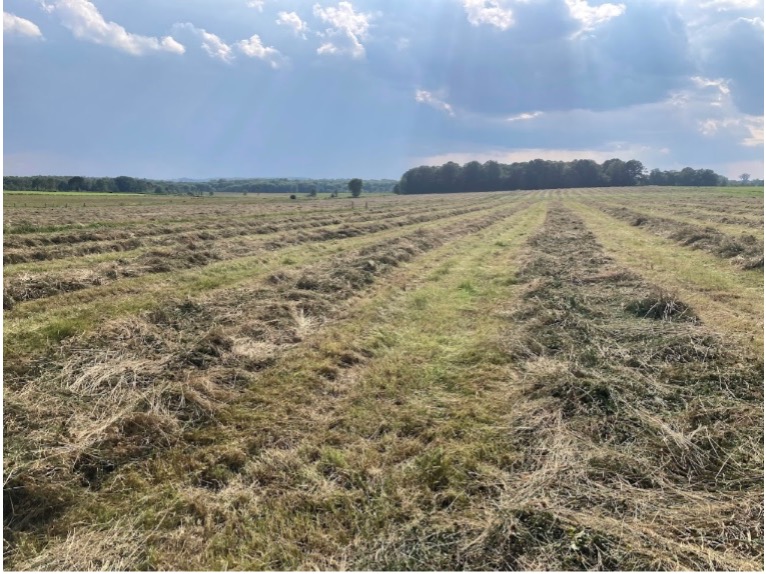 Field with rows of cut grass under partly cloudy sky with sun rays and distant tree line.