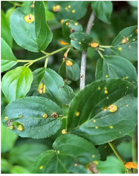Close-up of green leaves with yellow-orange spots, indicating rust infection.