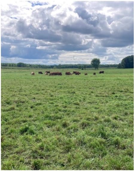Grassy field with grazing cows under partly cloudy sky, with trees along the horizon and one central tree.