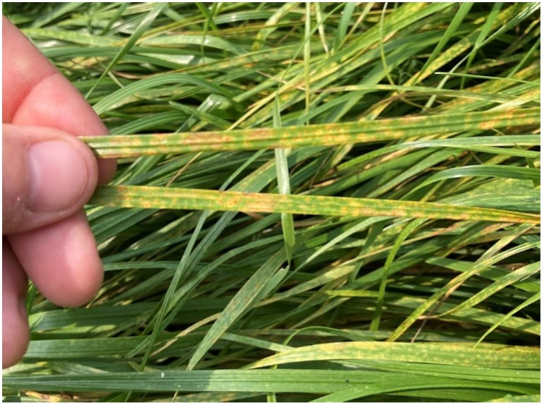 Hand holding two grass blades with yellow streaks, showing disease.
