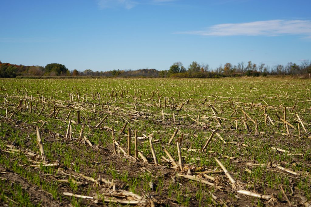 A winter wheat cover crop just coming up through a harvested corn field.