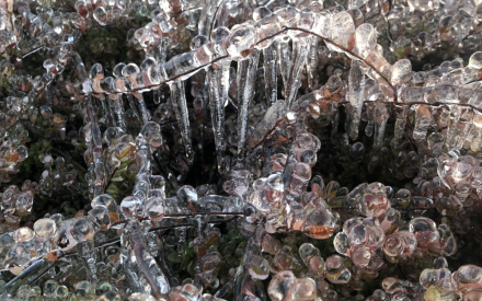 Water Talk: Inside the Working Cranberry Marsh