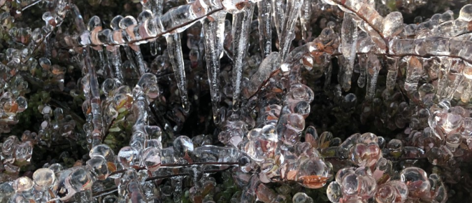 Water Talk: Inside the Working Cranberry Marsh