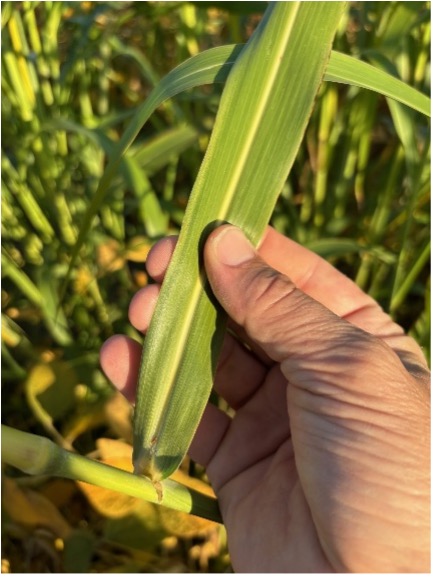 Hand holding a johnsongrass leaf showing prominent midrib and smooth edges.