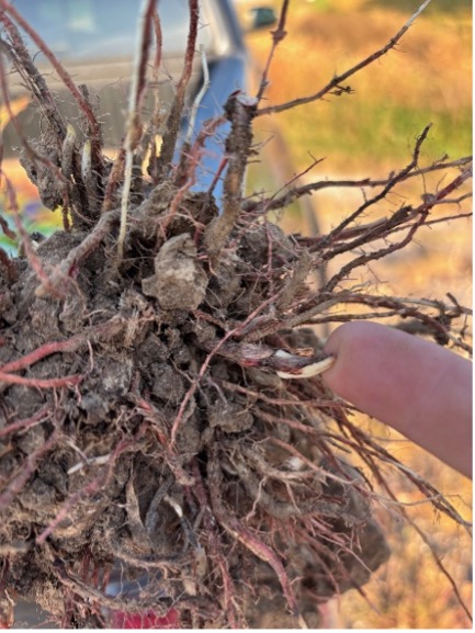 Close-up of johnsongrass rhizome with tangled roots and soil, finger pointing to white shoot.