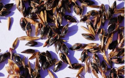 Pile of johnsongrass seeds with dark brown husks and pointed tips on a light surface.