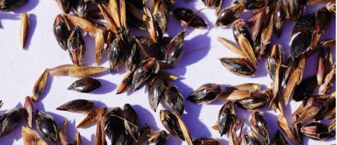 Johnsongrass in Wisconsin