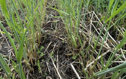 Cover Crops Before Corn: Is there a corn yield drag following a rye cover crop?