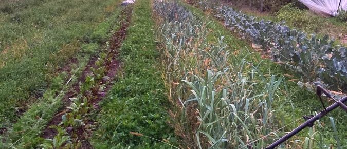 Living Aisles Case Study #4: Circadian Organics, Ferryville, WI