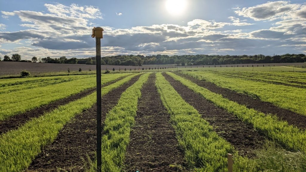 Rows of crops on a sunny day