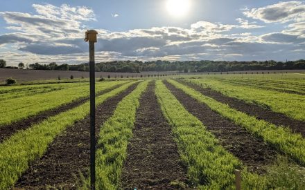 Rows of crops on a sunny day