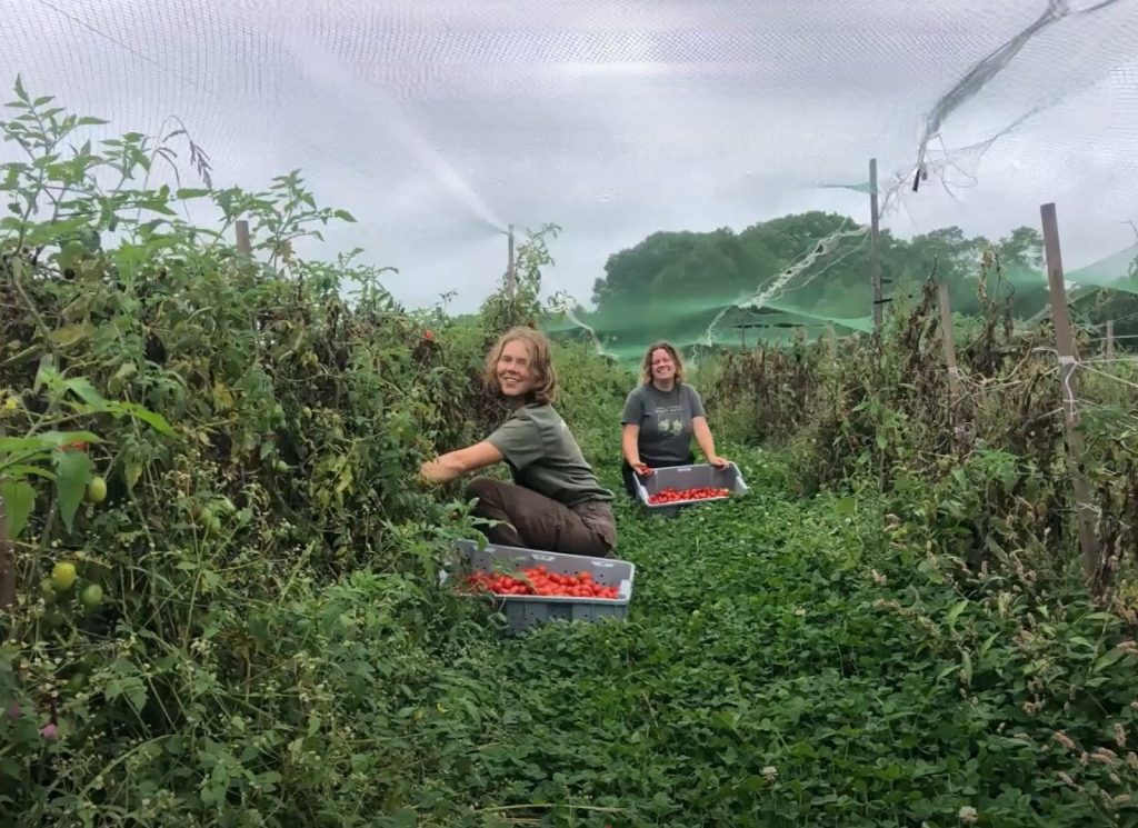 Growing Tomatoes in a zip system
