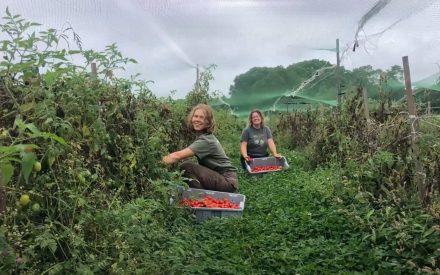 Growing Tomatoes in a zip system