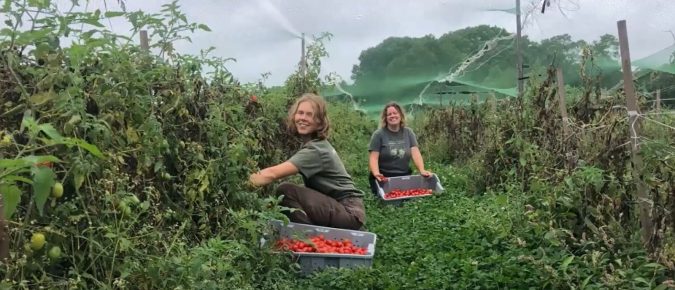 Living Aisles Case Study #1: Sawyer Farm, Worthington, MA & Momentum Ag