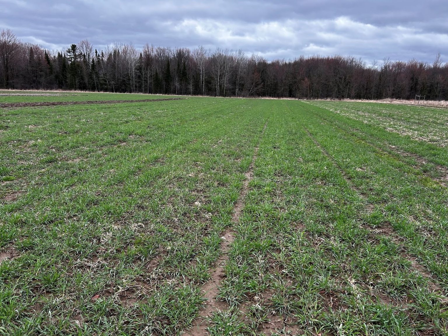 Winter Rye Farm Living Aisles Case Study #3: Red Door Family Farm, Athens, WI – Crops ...