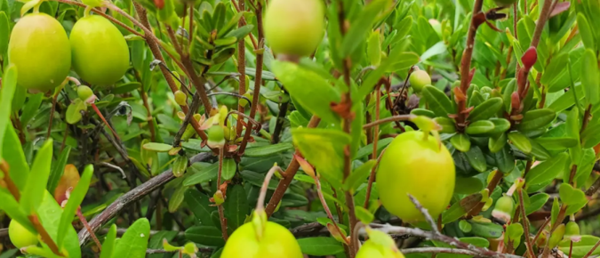 Soil Health in Cranberry Production Systems: A Case Study of Four Wisconsin Farms