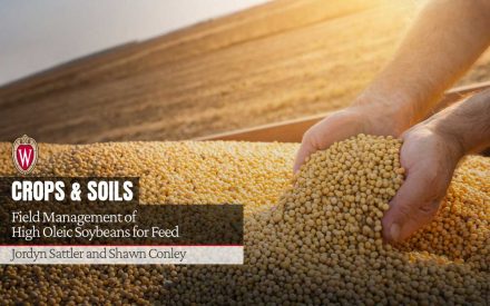 Field Management of High Oleic Soybeans for Feed