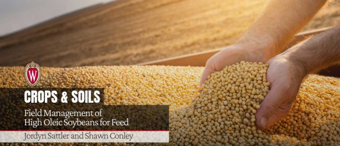 Field Management of High Oleic Soybeans for Feed