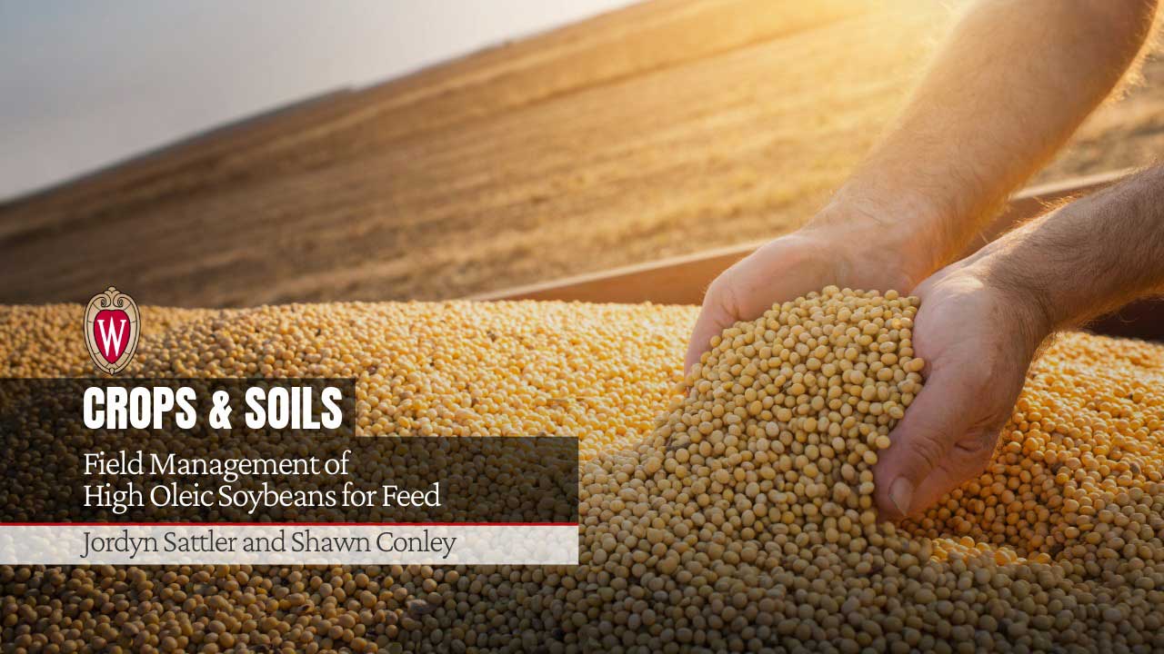 Hands holding soybeans over bin. University of Wisconsin logo. "Field Management of High Oleic Soybeans for Feed" by Jordyn Sattler and Shawn Conley.