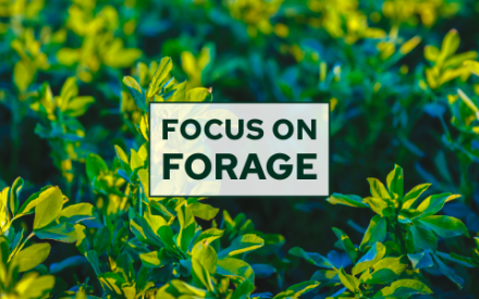Focus on Forage Webinars Return in 2026 Starting Feb. 5