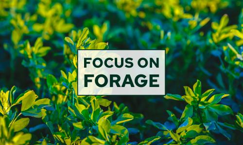 Focus on Forage Webinars Return in 2026 Starting Feb. 5