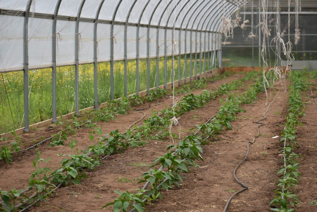 Rows of vegetable seedlings growing in a hoop house