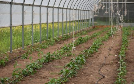 Winter webinar series: Irrigation and water management for diversified vegetable production