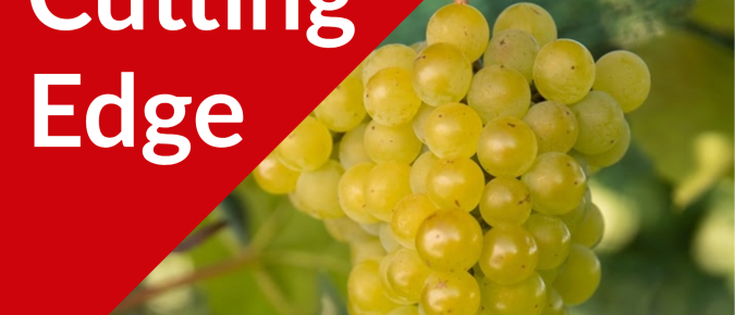 The Cutting Edge Podcast Episode #55: Northern Glo Seedless Table Grapes