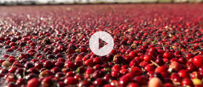 ▶ Cranberry IR-4 Updates