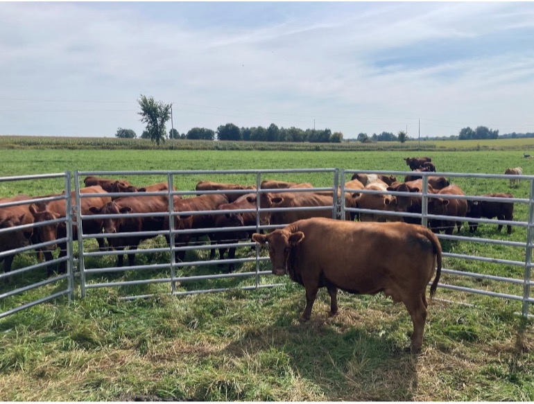 Brown cattle standing in a round metal pen on a grassy field.