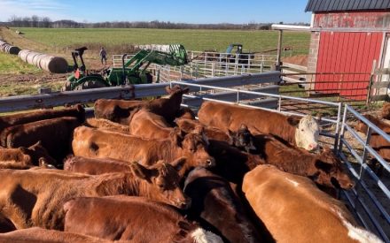 Several brown cattle packed in a metal pen near farm equipment.