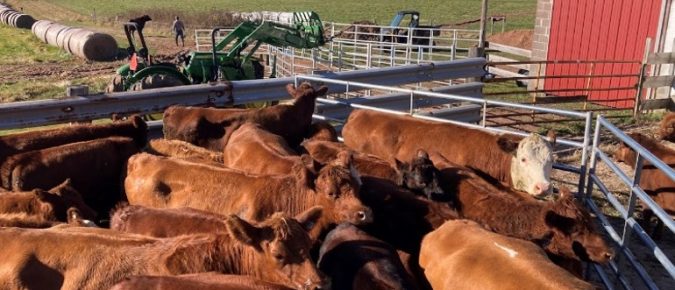 15 Tips for Effective Cattle Handling in Grazing Systems