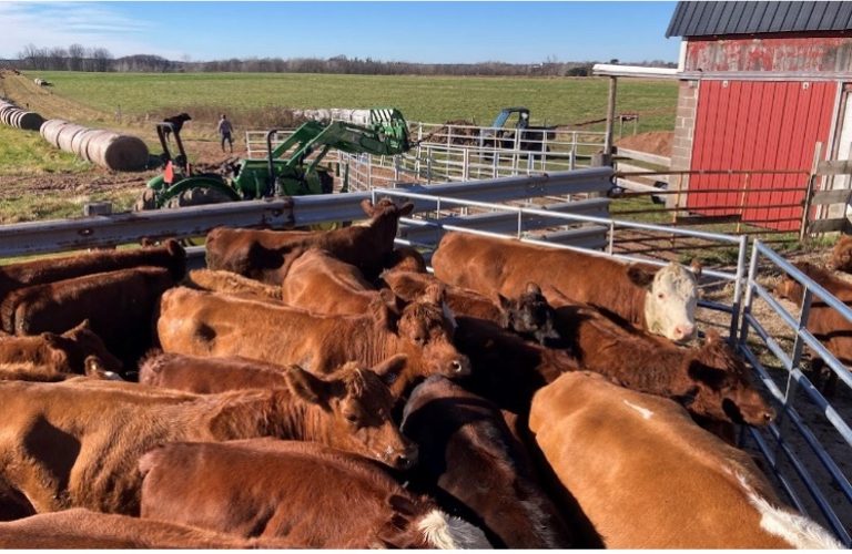 15 Tips for Effective Cattle Handling in Grazing Systems – Crops and Soils
