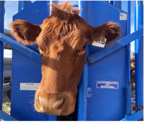 Cow’s head secured in a blue cattle chute with numbered ear tag.