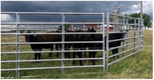 Black cattle grouped inside a metal pen under a cloudy sky.