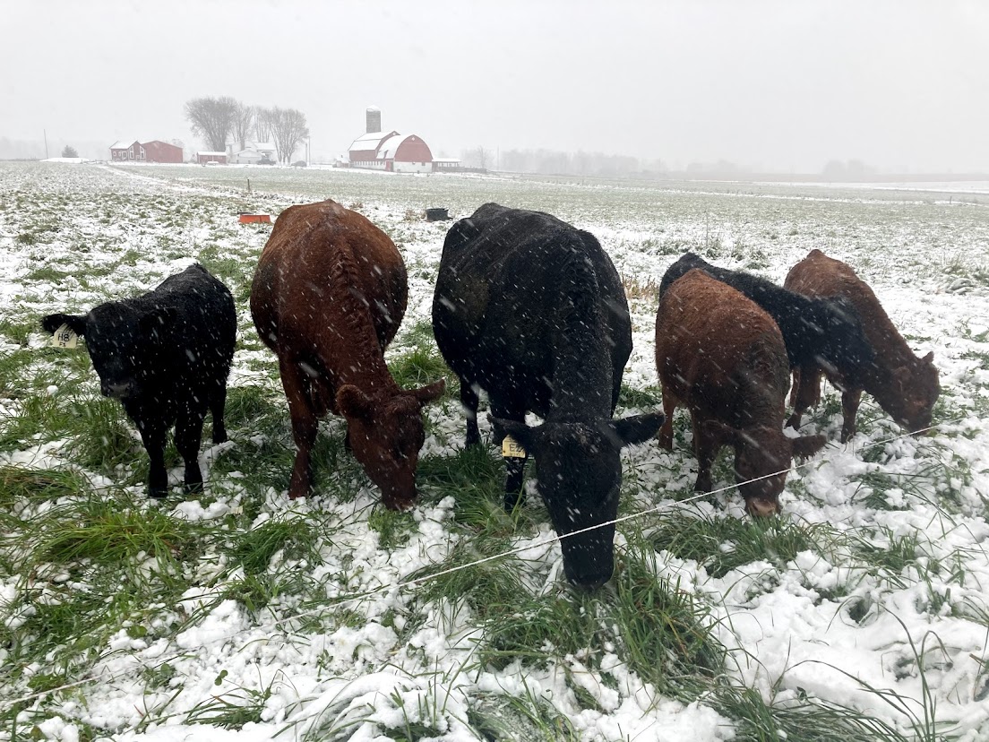 Beef cattle grazing stockpiled forage covered in light snow