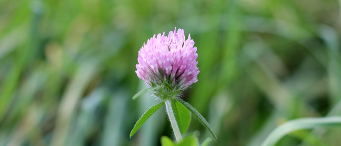 ▶ Watch: Focus on Forage Research
