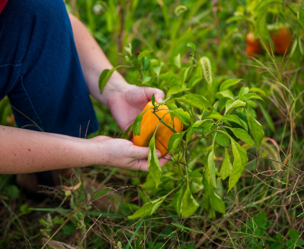 The Organic Vegetable Growers Virtual Toolkit for Pest & Disease Management