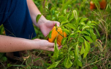 The Organic Vegetable Growers Virtual Toolkit for Pest & Disease Management