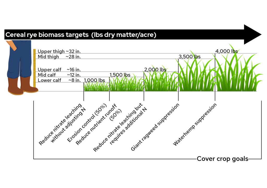 Winter rye biomass targets showing plant height benchmarks and biomass levels from 1,000 to 4,000 lbs, linked to specific cover crop goals. Image description below.