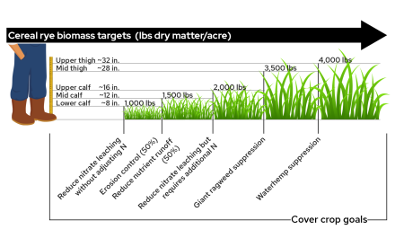Biomass Thresholds for Cereal Rye Cover Crop Goals