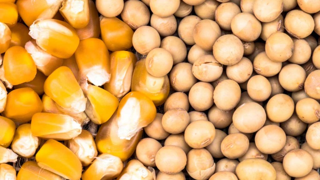 Field to Feed Workshop: Agronomy and Nutrition Considerations for Corn and Soybean