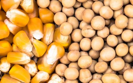 Field to Feed Workshop: Agronomy and Nutrition Considerations for Corn and Soybean