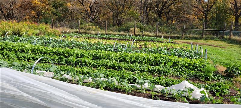 Floating row cover an a vegetable field