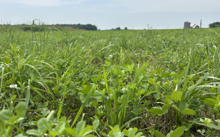 Cover Crop & Forage Field Day – May 7 in Marshfield