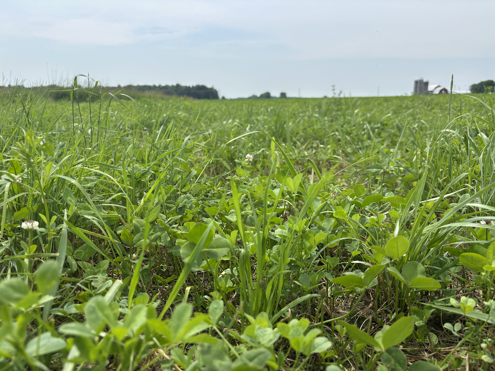 Cover Crop & Forage Field Day – May 7 in Marshfield