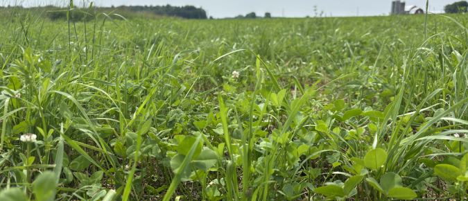 ▶ Managing Waterhemp in Spring Alfalfa Seedings