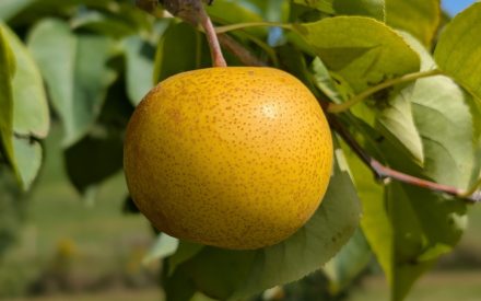 Notes from the Field: A Growers Perspective – Ben Kraus Chat #11